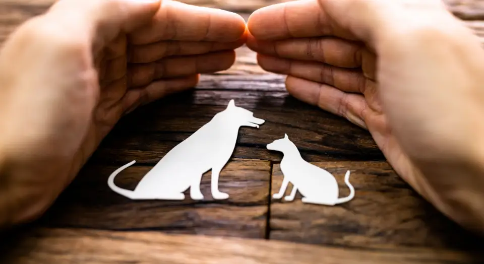 hayvanları koruma kanunu değişiklikler